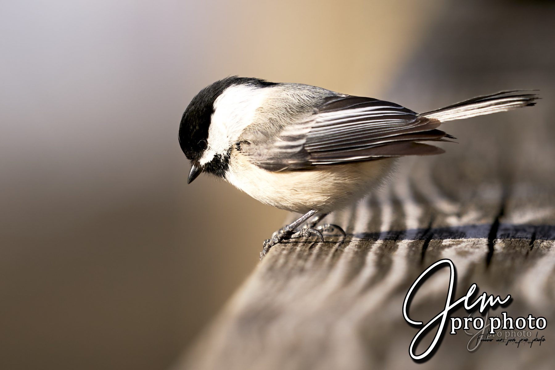 Mésange à tête noire sur une branche