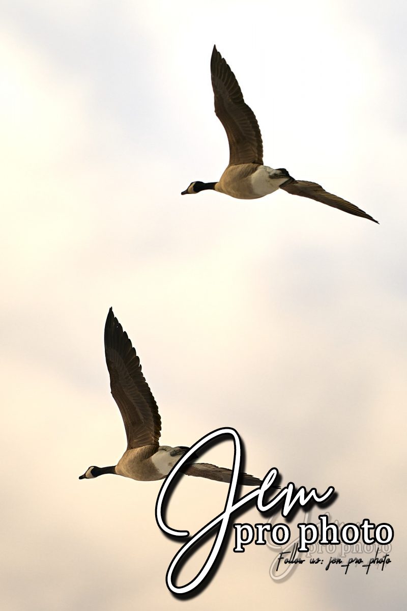 Deux oies en vol