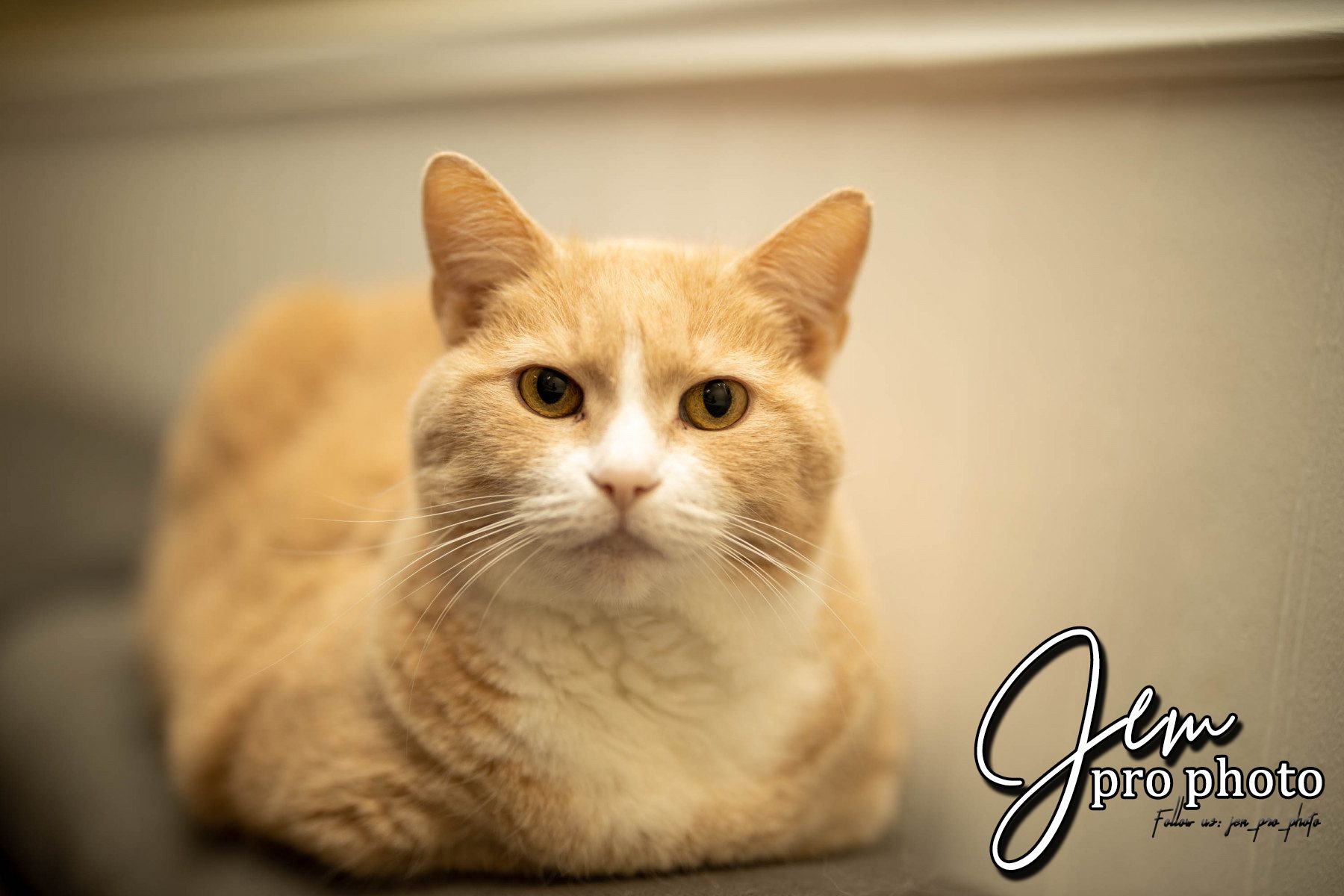 Chat roux couché, regard vers l'objectif