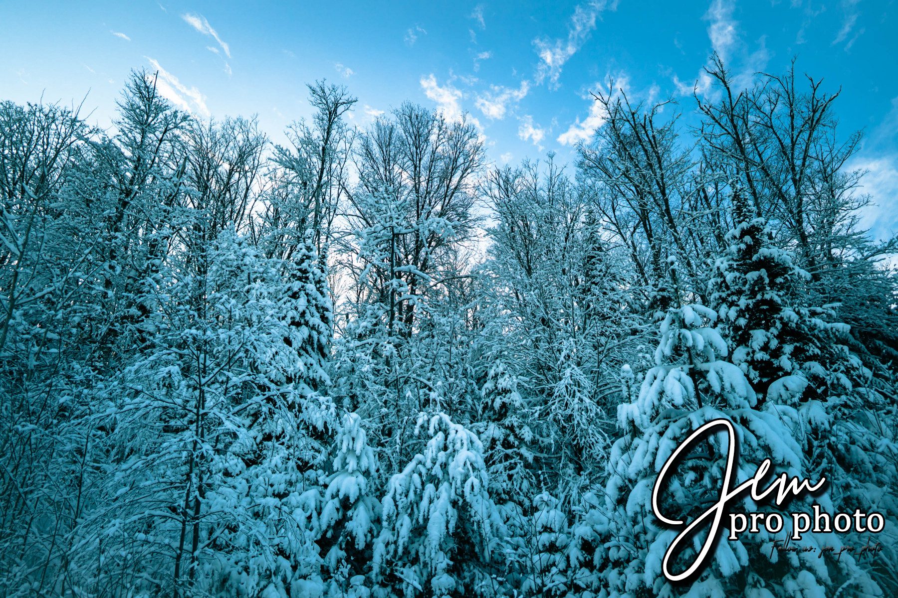 Sapins chargés de neige sous un ciel bleu