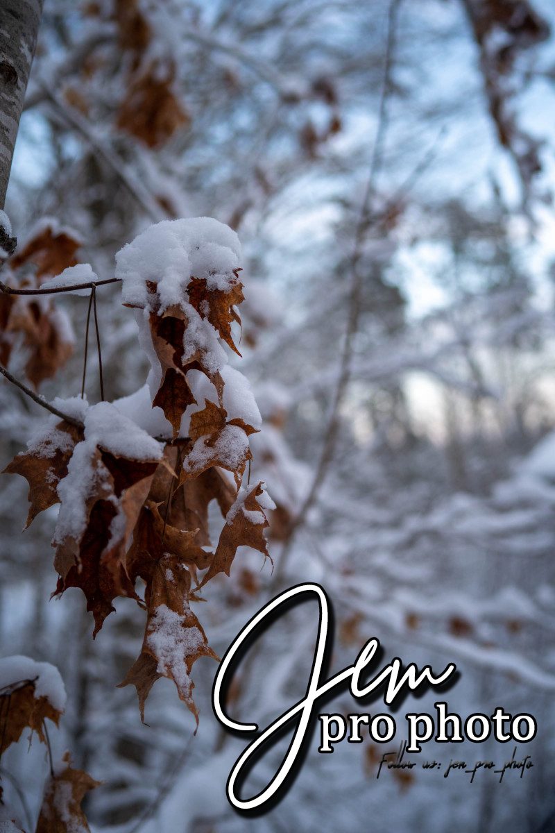 Feuilles d'automne prises dans la neige