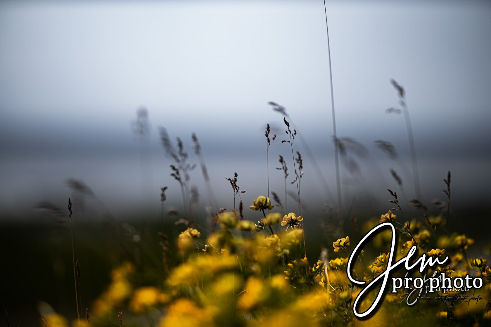Fleurs jaunes et herbes en contre-jour