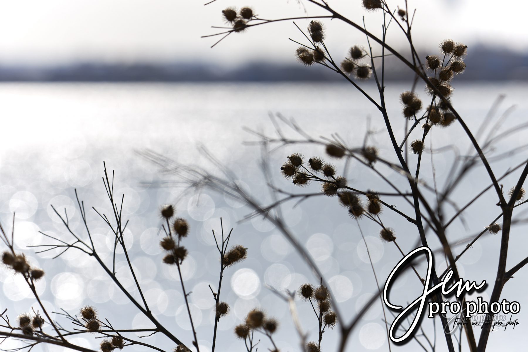 Bardanes séchées devant un lac scintillant