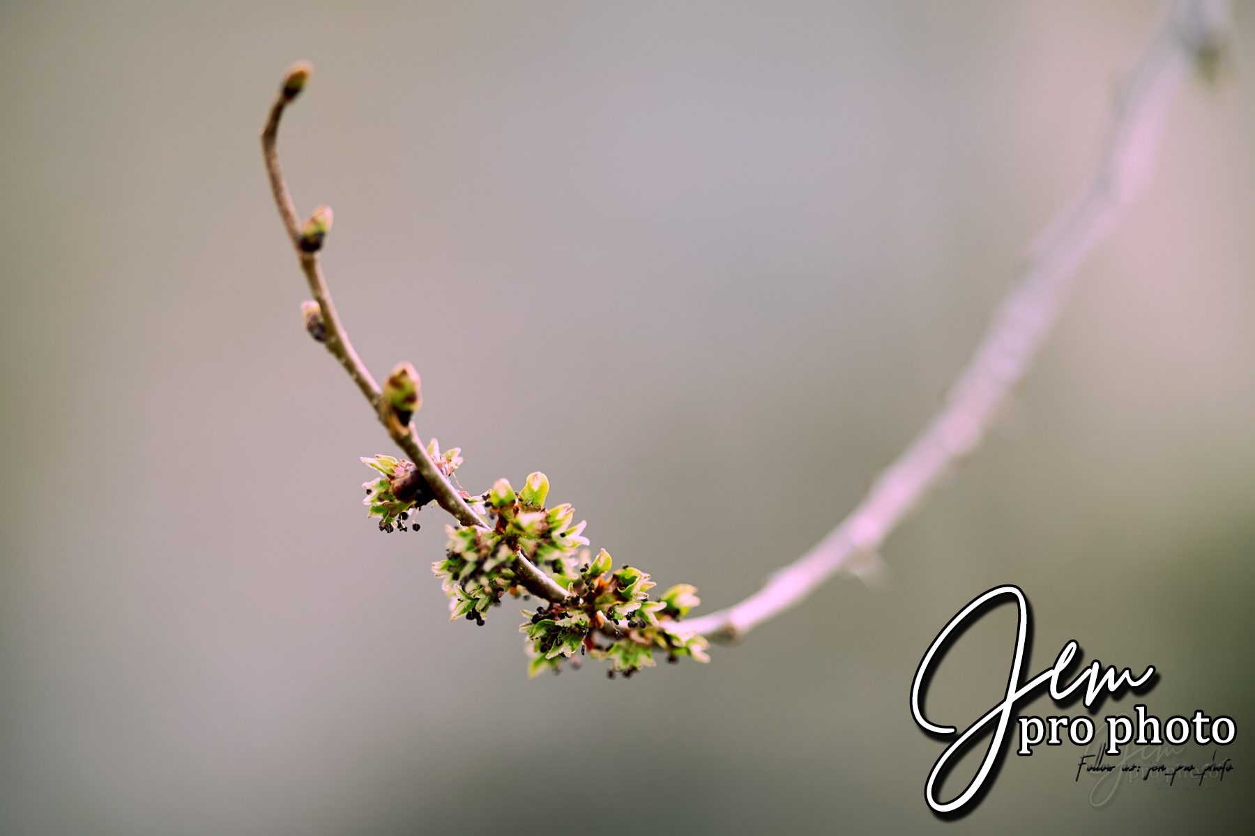 Bourgeons sur une branche, fond flou